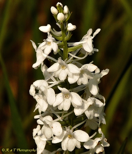 {Platanthera nivea}